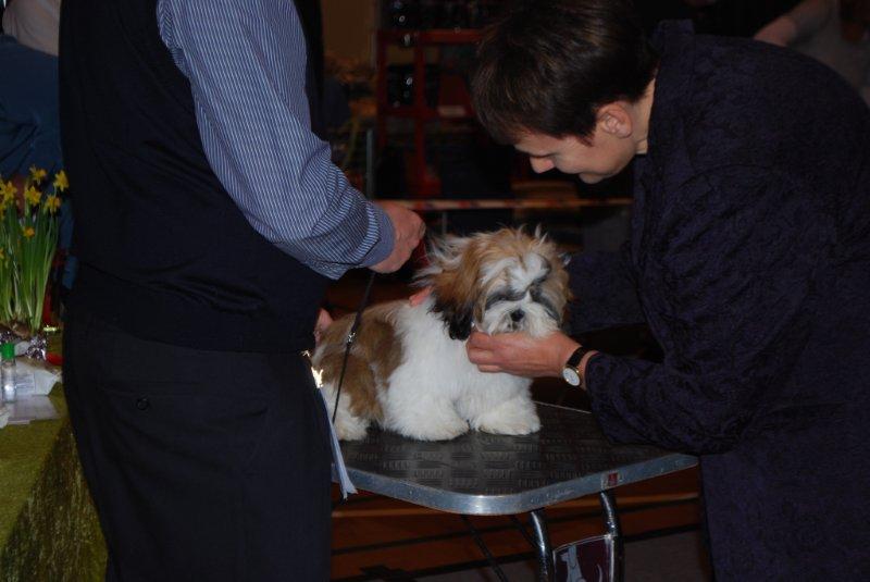 SHih Tzu Danmark